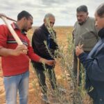 ‏”فرق بحثية من مركز بحوث الصحراء تقدم الدعم الفني والإرشادي للمزارعين في سيناء”