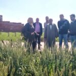 ندوات حقلية للنهوض بمحصول القمح بمركزي الزقازيق ومنيا القمح