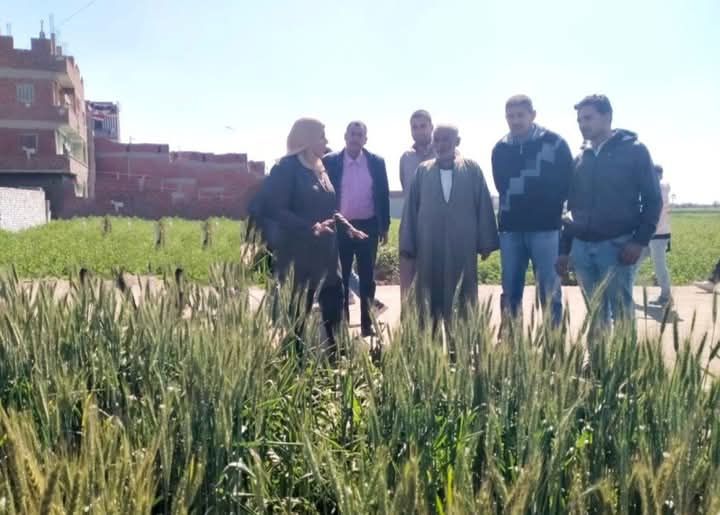 ندوات حقلية للنهوض بمحصول القمح بمركزي الزقازيق ومنيا القمح