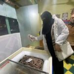 استمرار حملات التفتيش الموسعة لضبط” أسواق اللحوم والدواجن المجمدة ” ببورسعيد