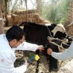 بيطرى الشرقية ينتهى من تحصين (٧٤٥ ألف و٩٦ ) رأس ماشية ضد مرض الحمى القلاعية  الشرقية مرفت عبد القادر