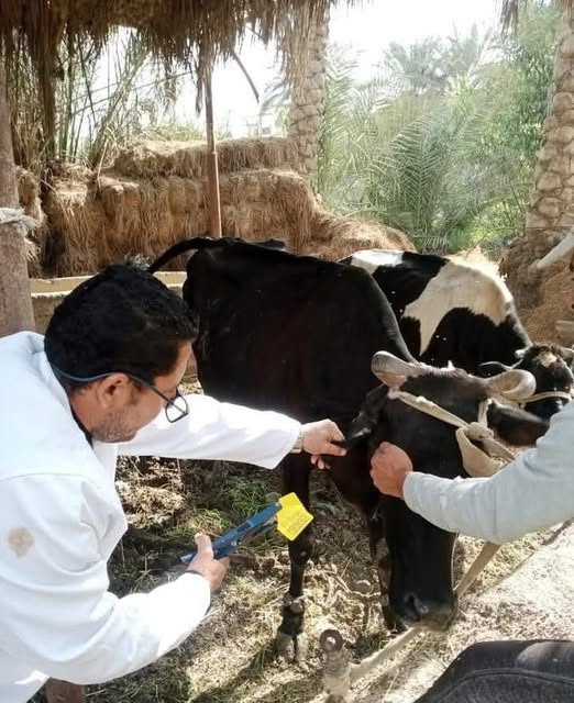 بيطرى الشرقية ينتهى من تحصين (٧٤٥ ألف و٩٦ ) رأس ماشية ضد مرض الحمى القلاعية  الشرقية مرفت عبد القادر