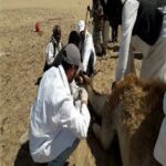 حنفى : جهود مكثفة للطب البيطري لحماية الصحة العامة ودعم الثروة الحيوانية .