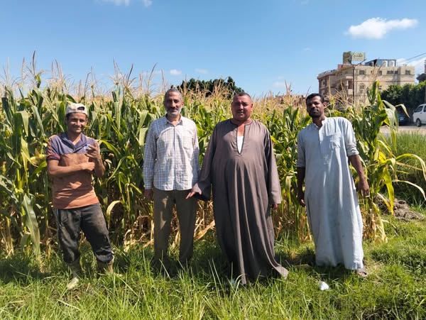 زراعه الفيوم؛ يوم حقل إرشادي عن الذرة الشامية بمركز سنورس