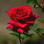 الـوعـي وطمــس الهــوية.