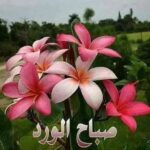 جرّب تتجوز ونشوف