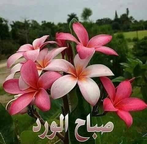 جرّب تتجوز ونشوف