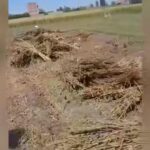 سرقه المحاصيل الزراعية