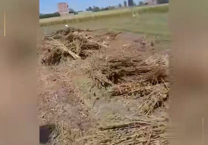 سرقه المحاصيل الزراعية