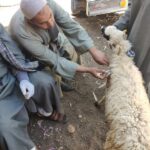 انطلاق حملة تحصين الماشية ضد الأمراض بسوهاج