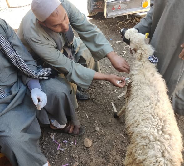 انطلاق حملة تحصين الماشية ضد الأمراض بسوهاج