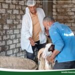 انطلاق حملة تحصين الماشية ضد الحمى بالإسماعيلية