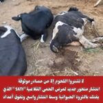 تحذير شديدانتشار أمراض خطيرة في اللحوم