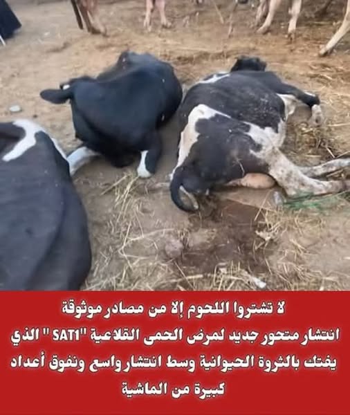 تحذير شديدانتشار أمراض خطيرة في اللحوم