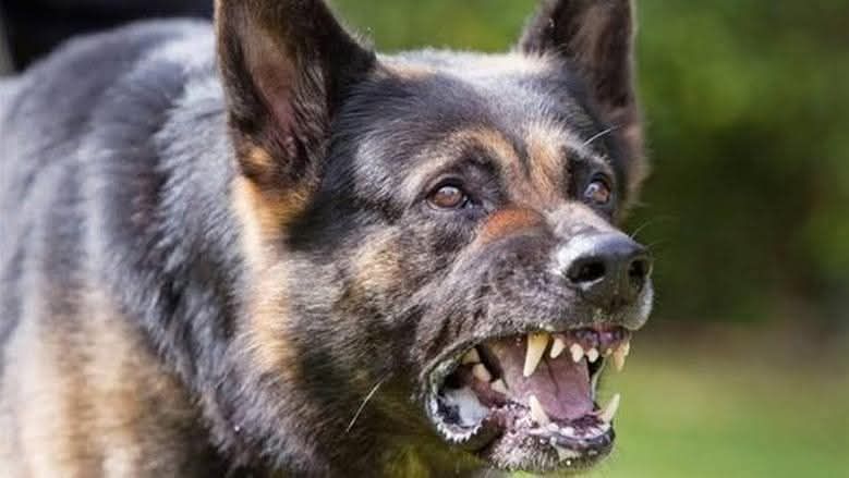 كلب ضال يعقر 3 أطفال بقرية منشأة الجمال في الفيوم والأهالي ينهون خطورته