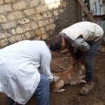 محافظ الدقهلية يتابع جهود مديرية الطب البيطري لتحصين الكلاب الحرة ضد مرض السعار