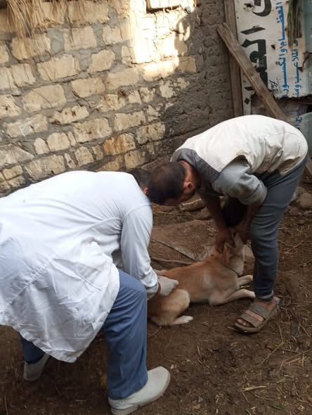 محافظ الدقهلية يتابع جهود مديرية الطب البيطري لتحصين الكلاب الحرة ضد مرض السعار
