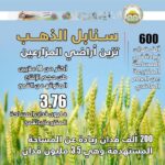 وزارة الزراعة تعلن تجاوز المستهدف من المساحات المنزرعة بالقمح خلال الموسم الحالي