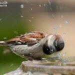 عشّ العصفور .. قصة قصيرة